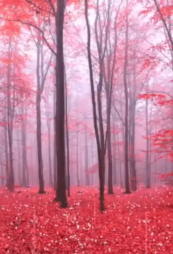 Peacefull WhatsApp Status Video-Peacefull Life Status